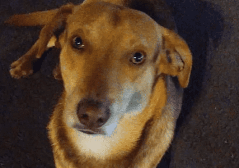 Homem que matou cachorro do terminal do Boqueirão é preso