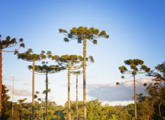 Dia Nacional da Araucária: Planta pré-histórica símbolo do Paraná e fonte do pinhão