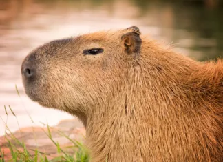 Capivara não causa febre maculosa