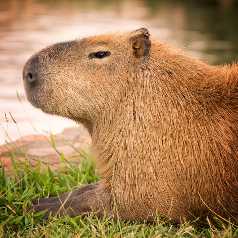 Capivara não causa febre maculosa