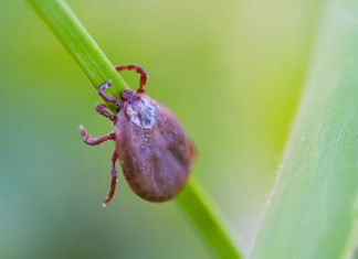 Febre maculosa: mortes e o aumento de casos no país