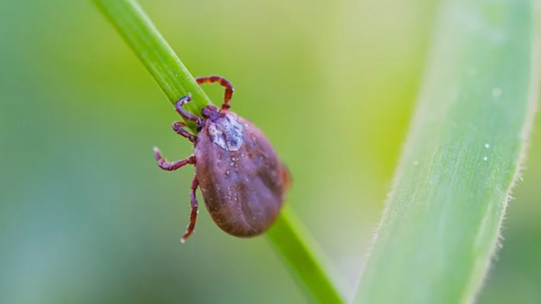 Febre maculosa: mortes e o aumento de casos no país