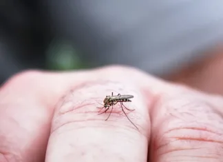 Mutirão da dengue em Curitiba começa nesta segunda em dois bairros