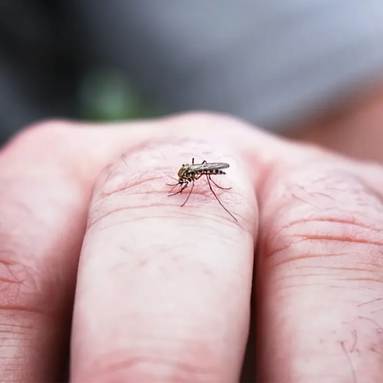 Mutirão da dengue em Curitiba começa nesta segunda em dois bairros
