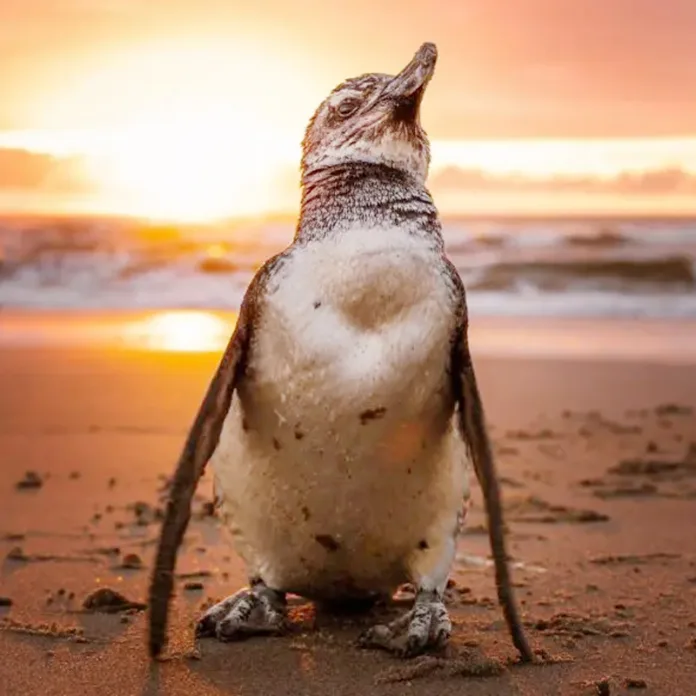 pinguimpr