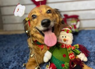 Um natal com amor: a história da Vitória e a chance de um novo lar