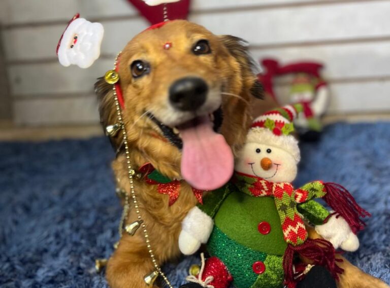 Um natal com amor: a história da Vitória e a chance de um novo lar