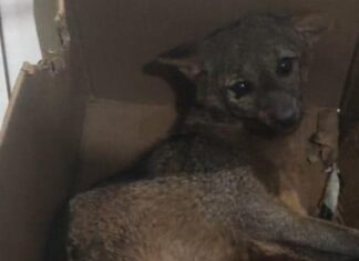 Polícia Ambiental resgata graxaim-do-campo em Pérola