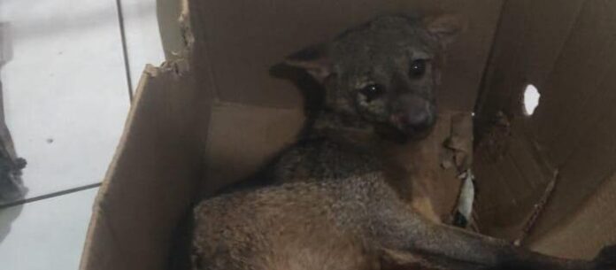 50daf4bdb7ccd8426426fdbf8c8eeaff