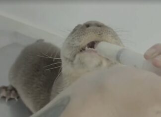 filhote de lontra resgatado recebe alta