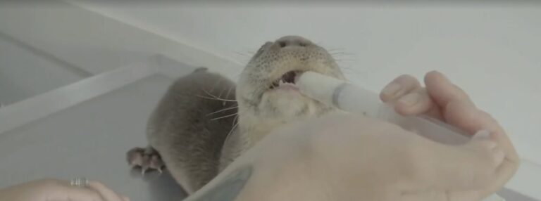 filhote de lontra resgatado recebe alta