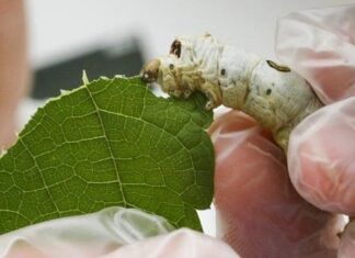 Bicho-da-seda não forma casulo e atividade corre risco no noroeste do Paraná