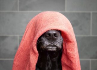 Como a Dessensibilização Ajuda Pets a Superarem o Medo de Fogos de Artifício