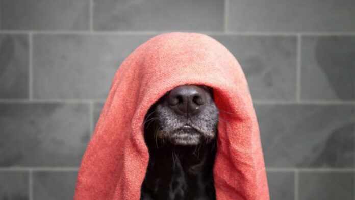 cachorro-medo-banho-01-1280x720