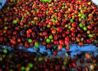 Previsão Subjetiva de Safra do Deral aponta produção na faixa de 42,7 mil toneladas de café