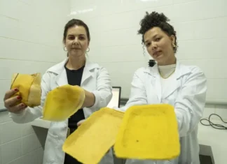 Pesquisadora da UEM transforma macaúba em embalagens biodegradáveis inovadoras