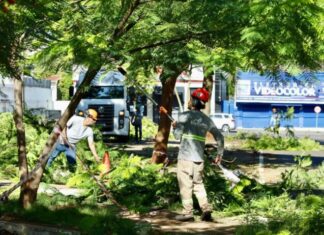 Serviços de arborização seguem aos domingos em Maringá
