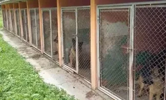 mulher é presa por manter 120 cães confinados em gaiolas no PR