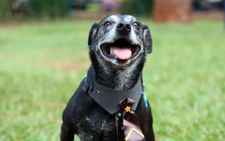 Dia Internacional dos Animais em Situação de Rua é lembrado nesta quinta-feira (4)