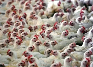 Brasil busca reduzir restrições à carne de frango após registro de gripe aviária